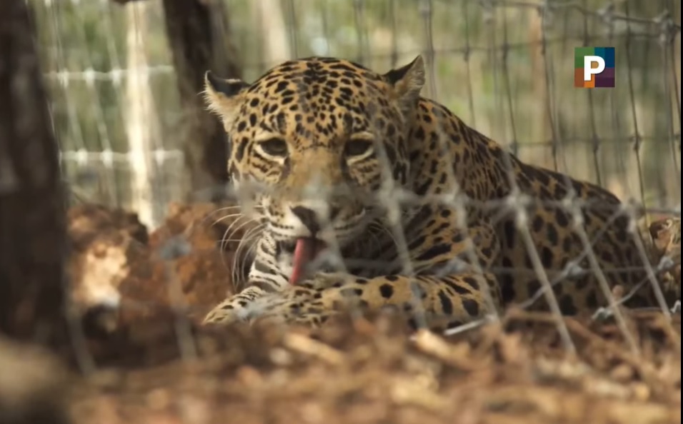 Jaguares Nicté y Celestún inauguran programa de conservación del Tren Maya